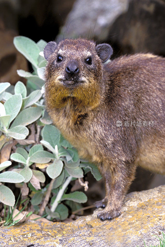 岩狸，原产于非洲的一种中型陆地哺乳动物，也被称为dassie, Cape hyrax，岩兔和coney。肯尼亚马赛马拉国家保护区。